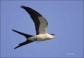 Swallow-tailed-Kite;Kite;Florida;Southeast-USA;Flight;Elanoides-forficatus;Birds